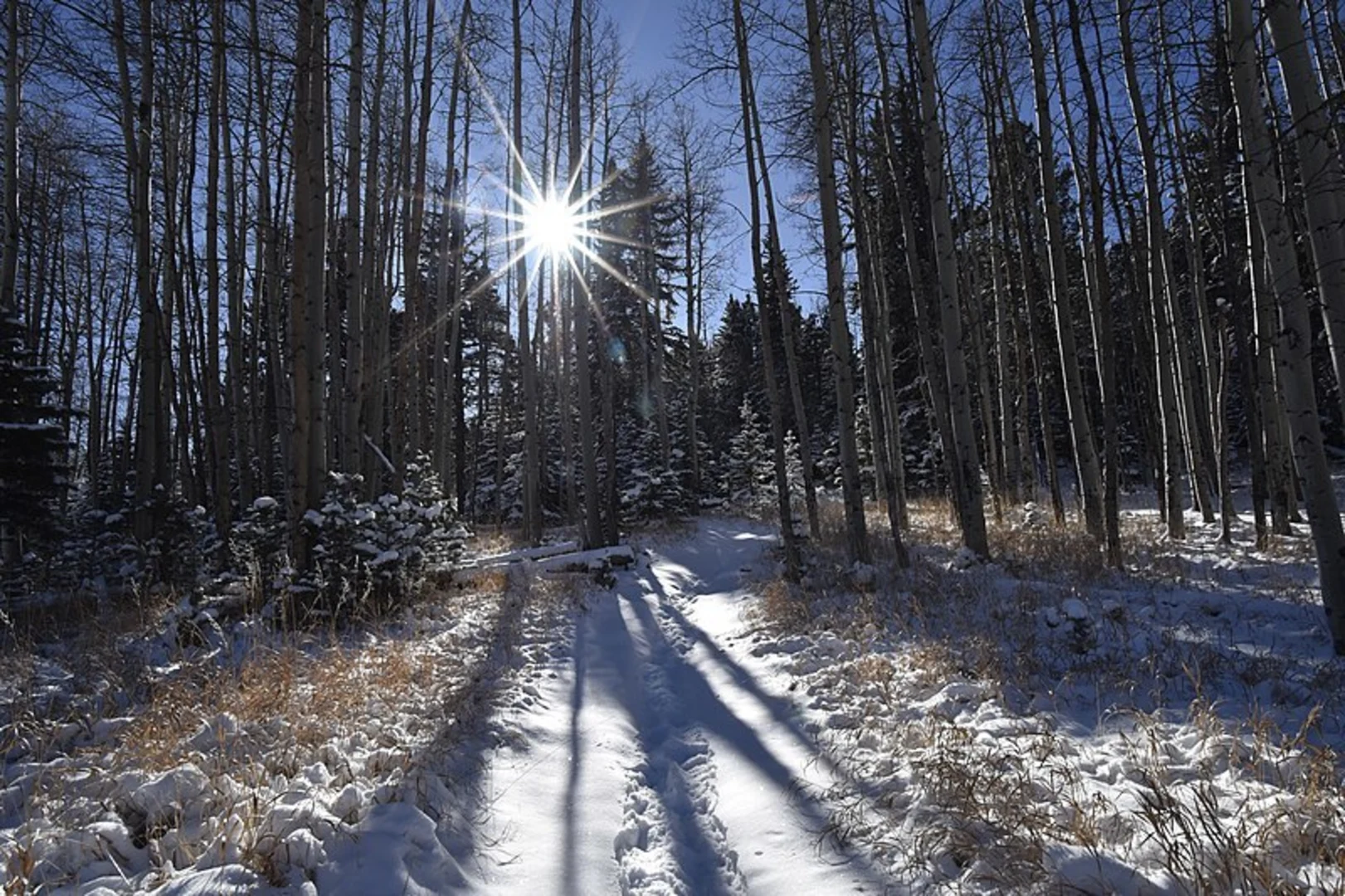 An image depicting the trail Snowslide Trail and its surrounding area.