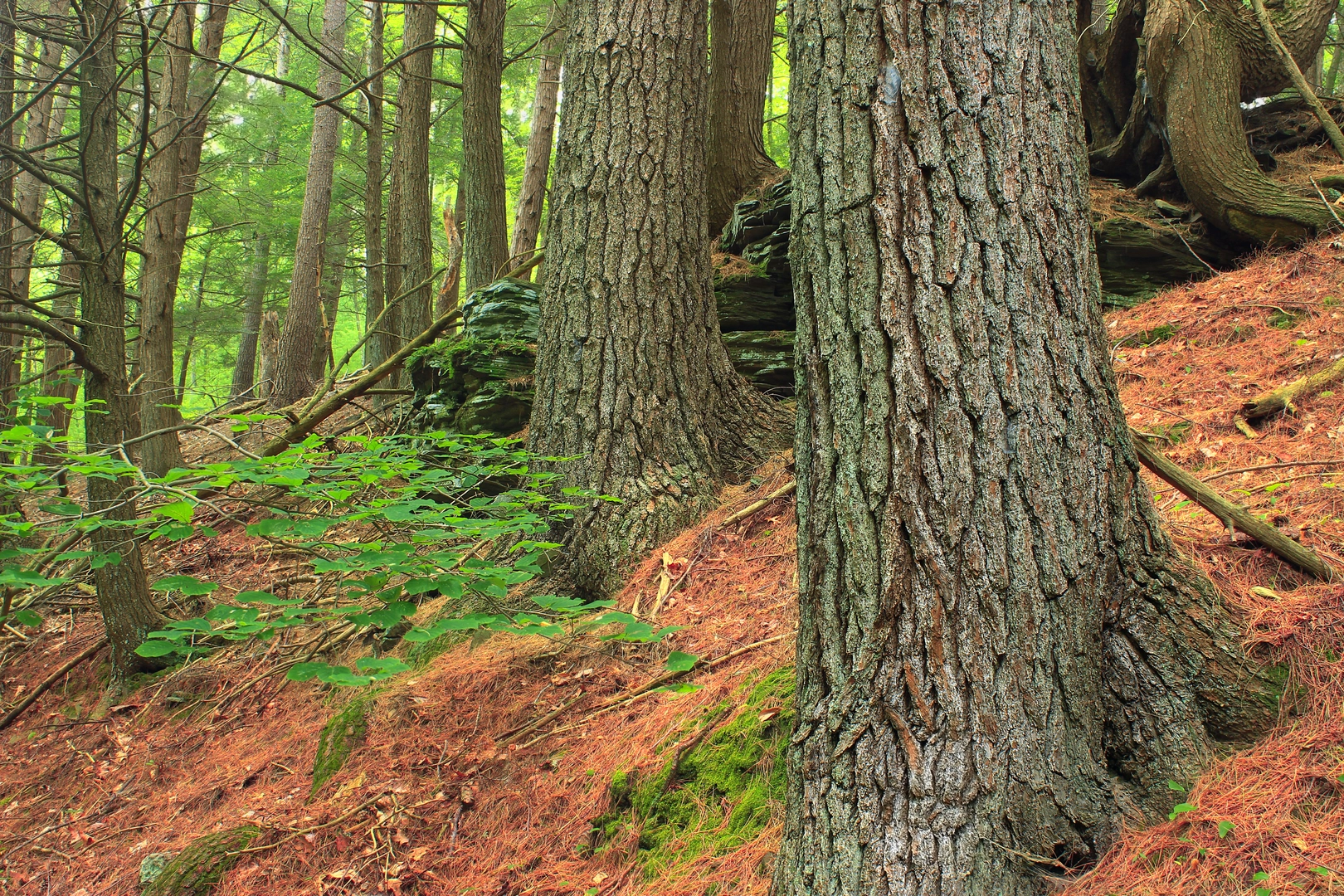 An image depicting the trail Bonnell Run from Carole Lane and its surrounding area.