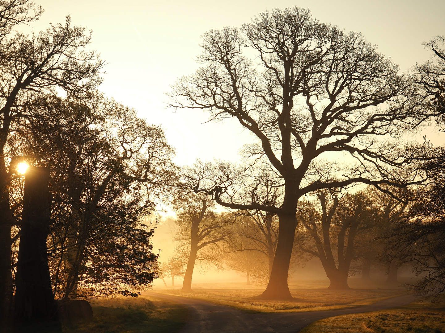 An image depicting the trail Windsor Great Park from Windsor and its surrounding area.