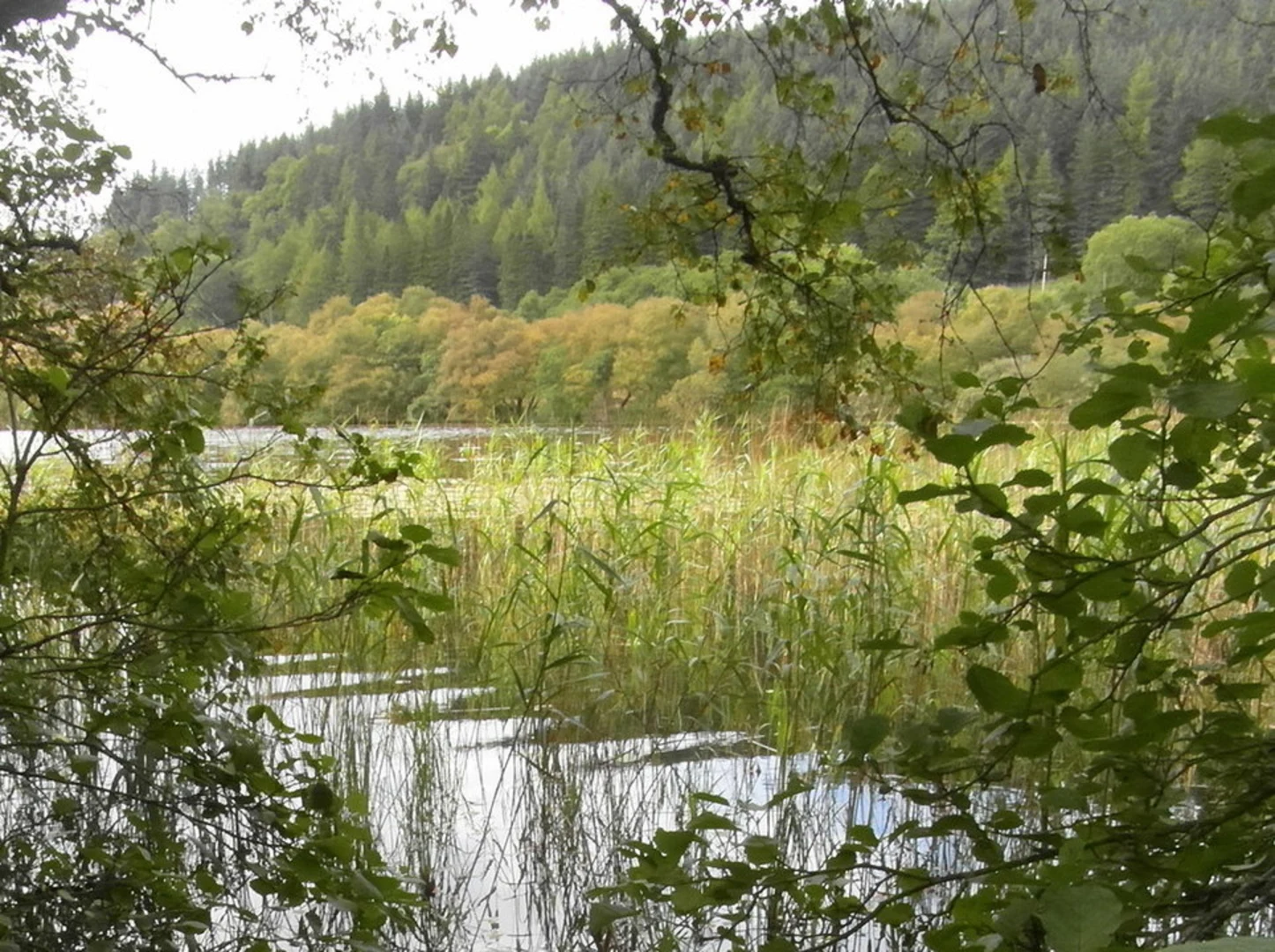 An image depicting the trail Wildlife Trail - Loch Barnluasgan and its surrounding area.
