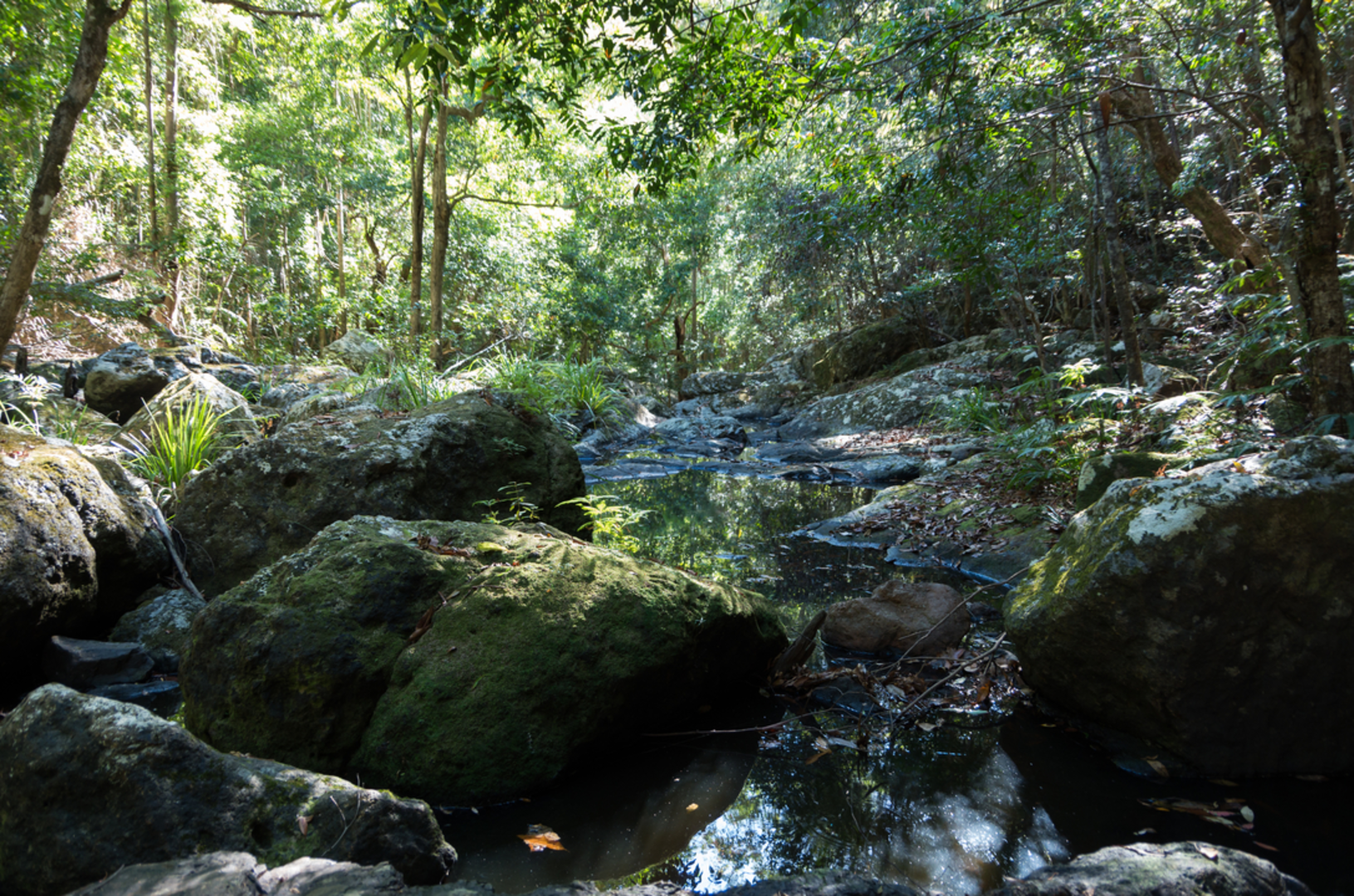 An image depicting the trail Piccabeen Circuit and its surrounding area.