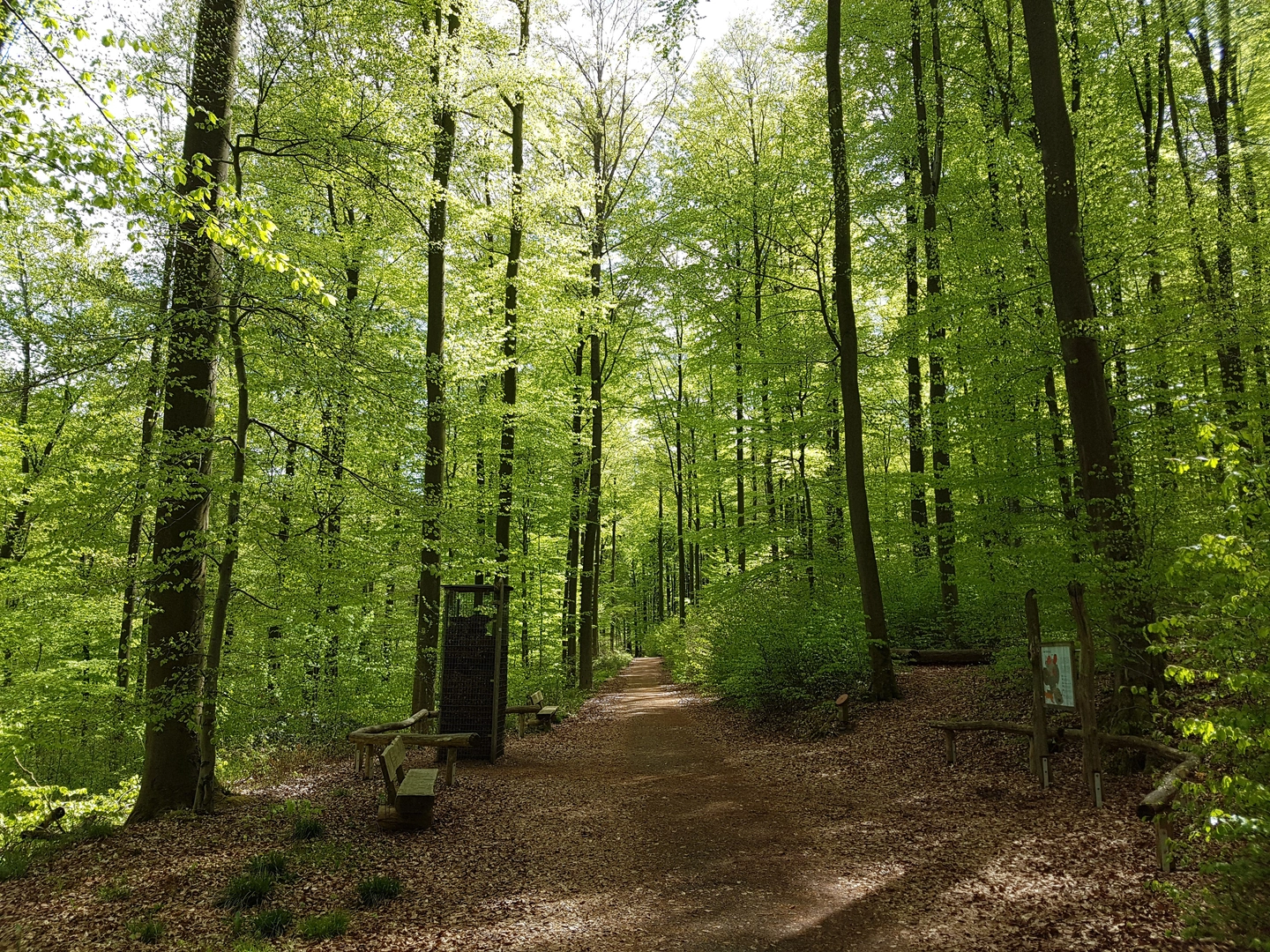 An image depicting the trail Urwaldsteig and its surrounding area.