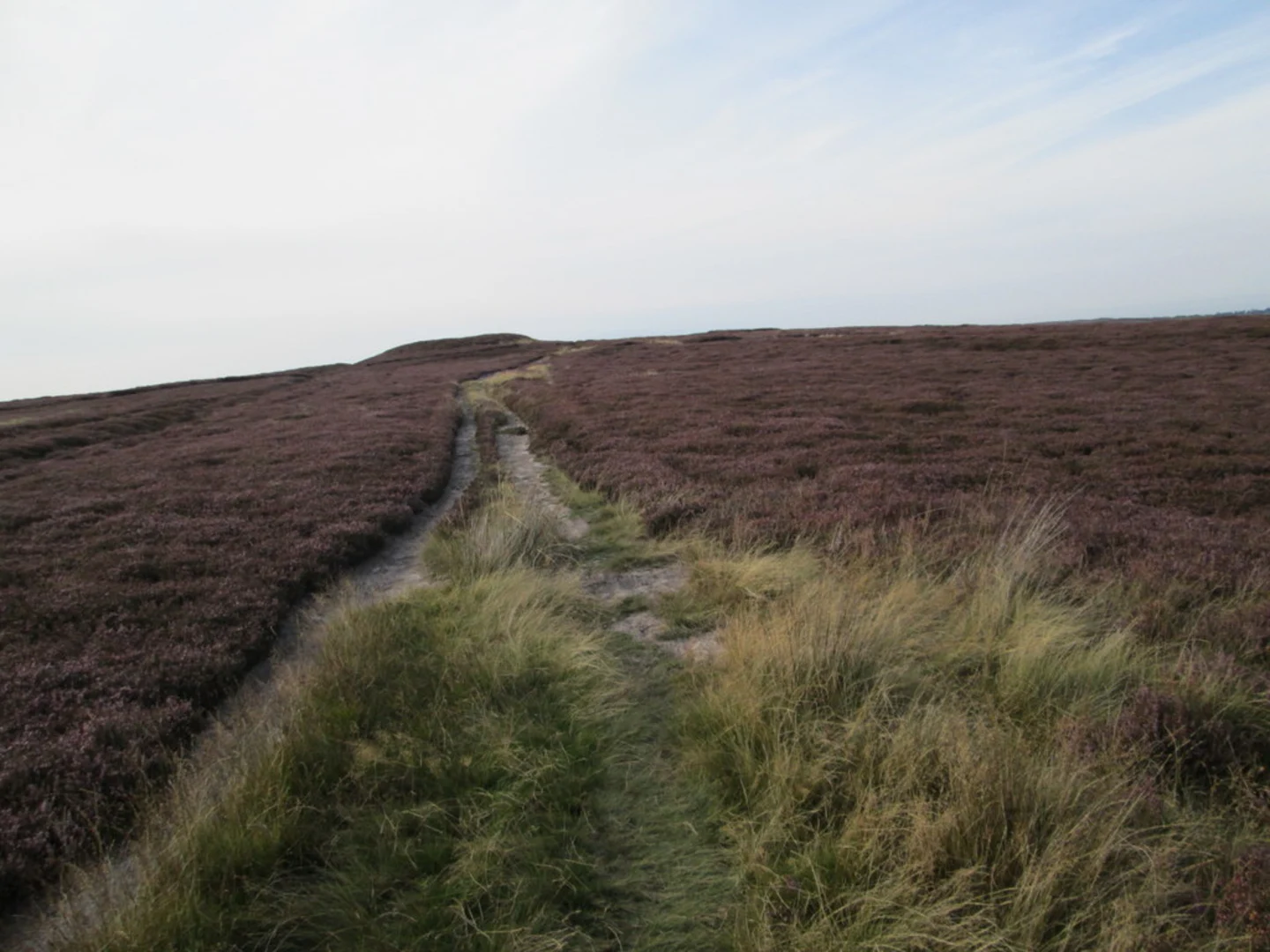 An image depicting the trail Commondale to Westworth Wood Loop and its surrounding area.