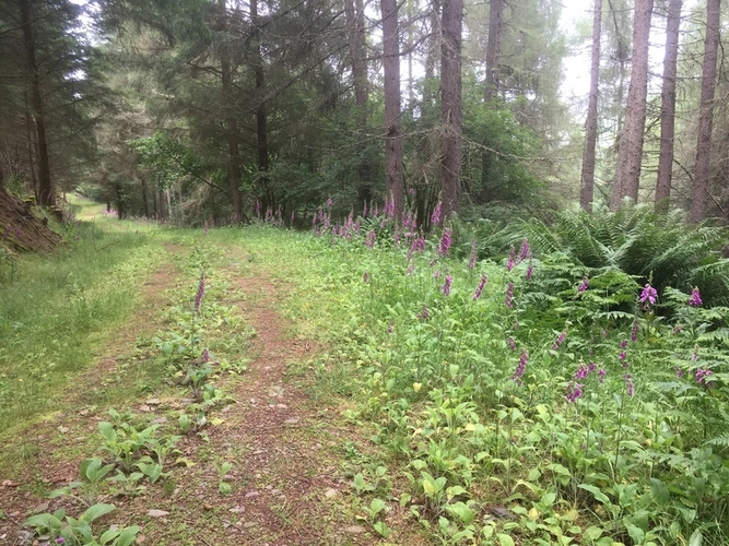 Pikes Knowe Loop Trail
