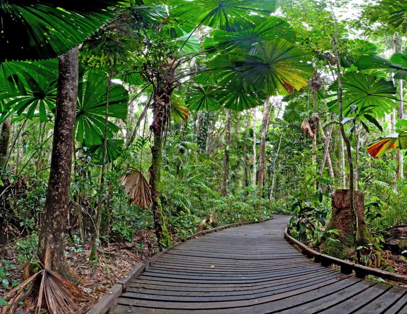 An image depicting the trail Fan Palm Walk and its surrounding area.