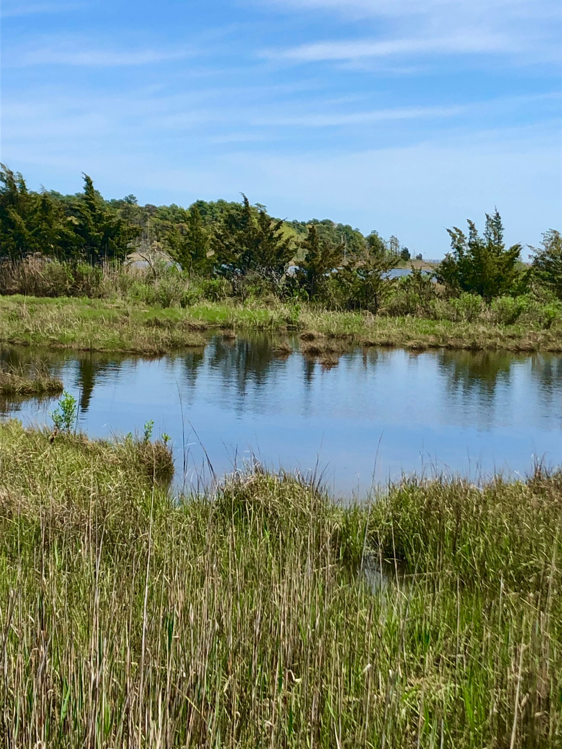 An image depicting the trail Cattus Island Long Loop and its surrounding area.
