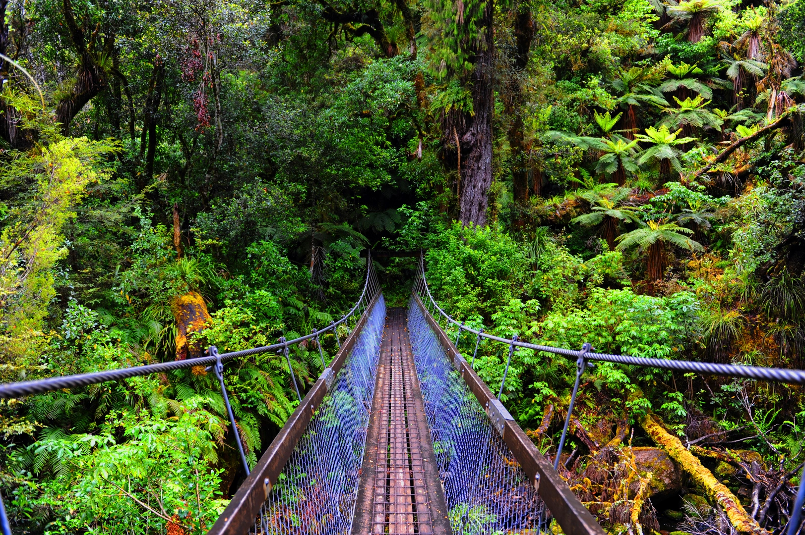 An image depicting the trail Lake Waikaremoana Loop and its surrounding area.