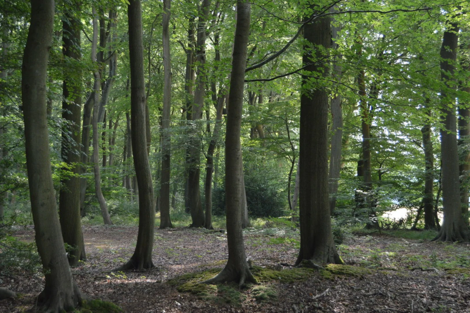 An image depicting the trail Drew's Wood and Lambridge Wood Loop and its surrounding area.