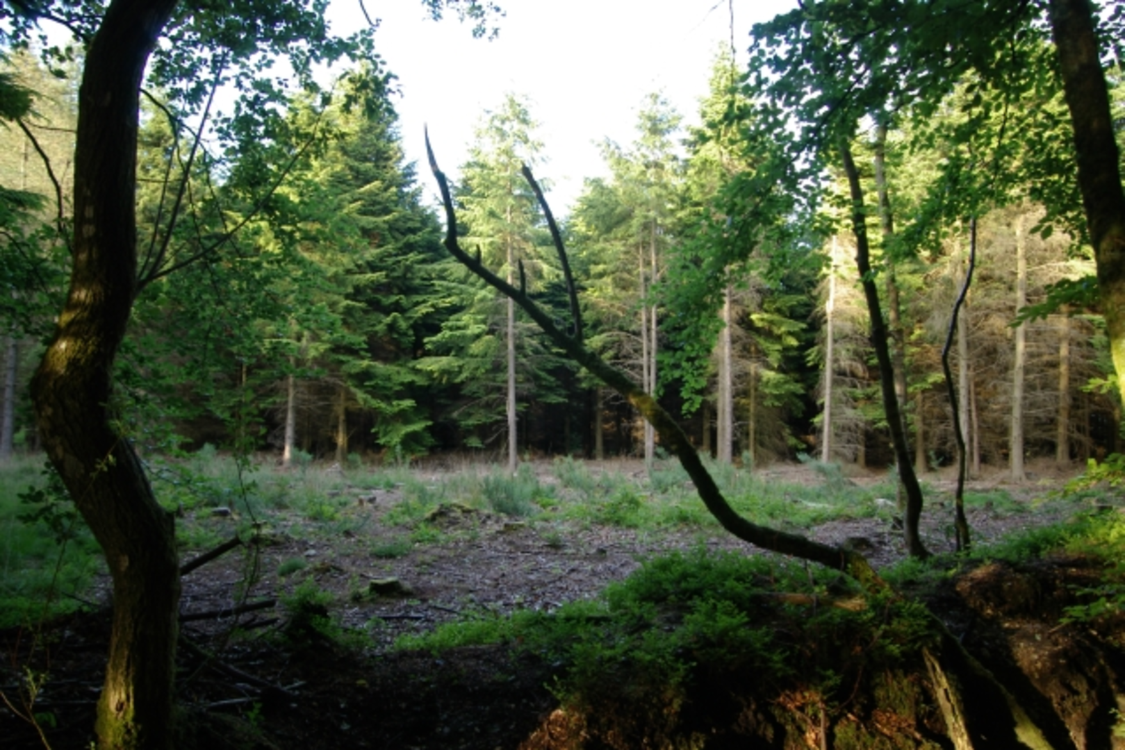 An image depicting the trail East Hill Loop and its surrounding area.