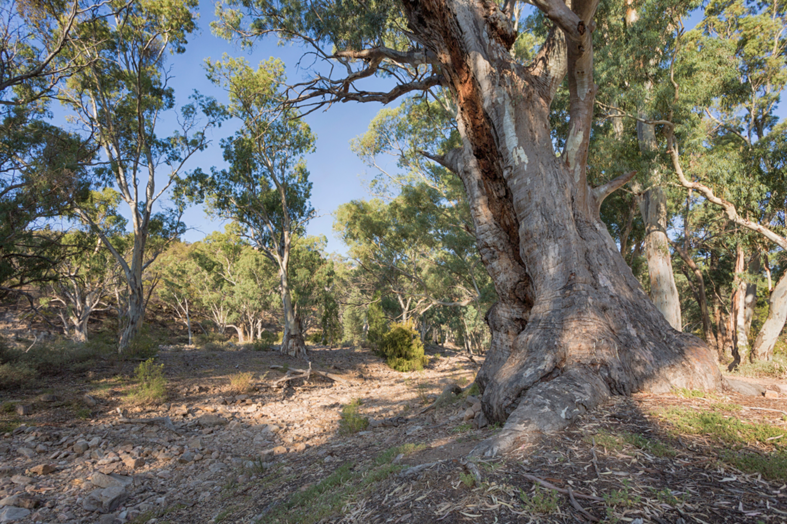 An image depicting the trail Baroota Hike and its surrounding area.