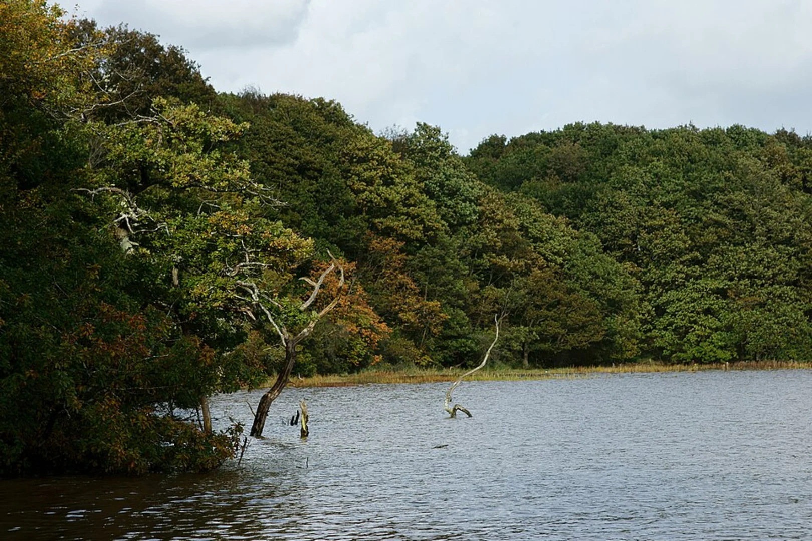 An image depicting the trail Hoe Moor Copse and Catland Copse Loop and its surrounding area.