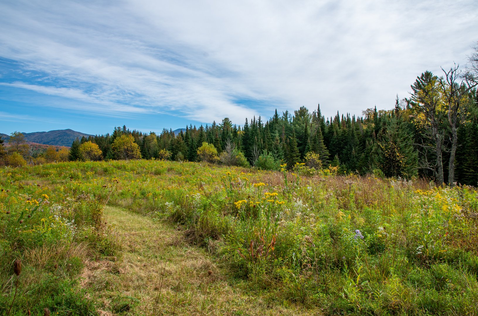 An image depicting the trail Northville - Placid Trail and its surrounding area.