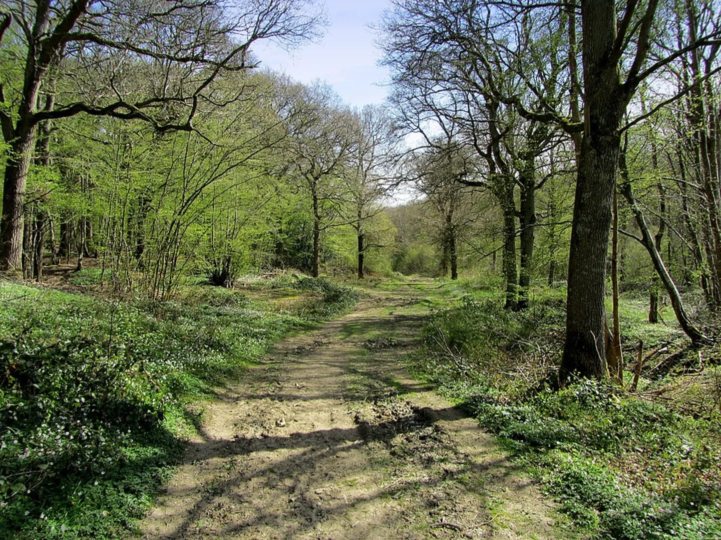 An image depicting the trail Ham Street Woods National Nature Reserve Short Loop and its surrounding area.