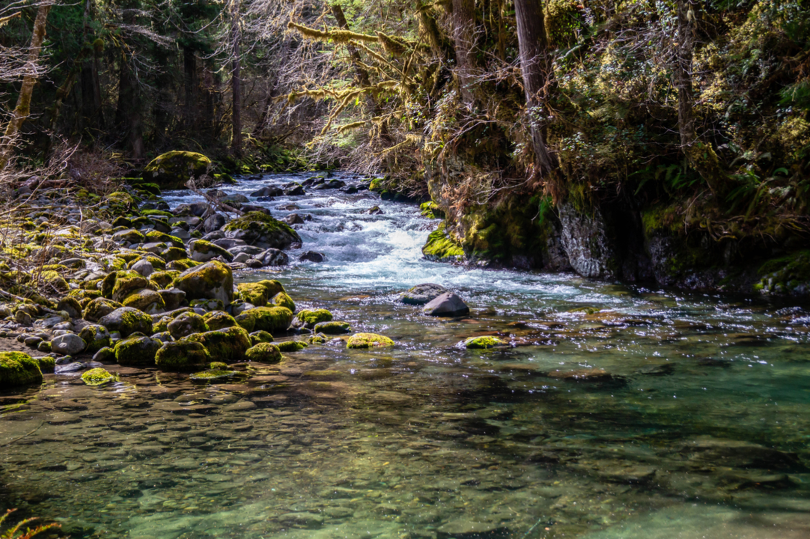 An image depicting the trail Big Quilcene Trail and its surrounding area.
