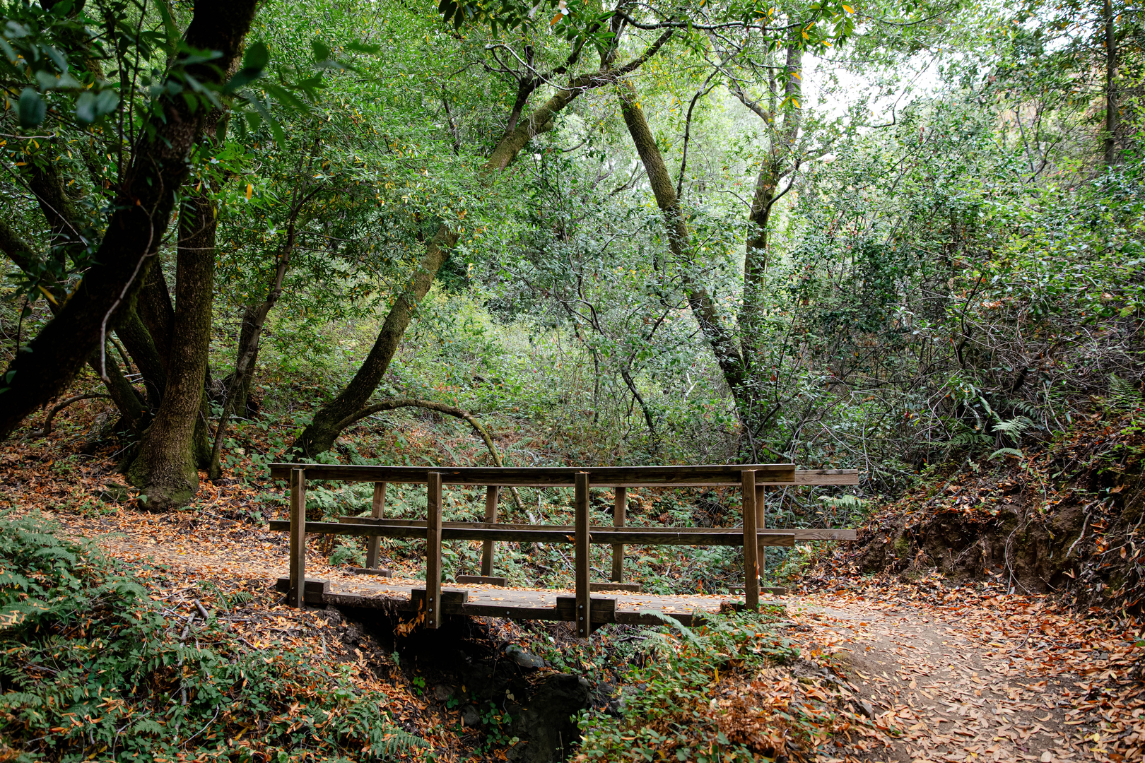 Los Trancos and Steep Hollow Loop Trail | Santa Clara County | Califor
