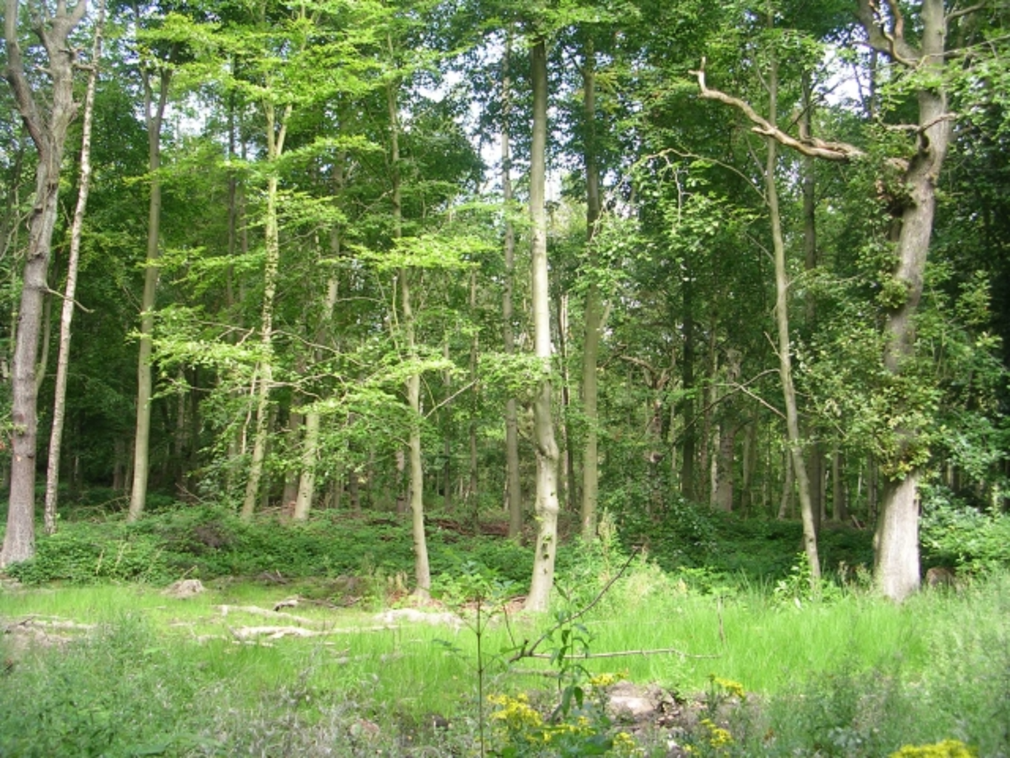 An image depicting the trail Bradley, Dyson and Screamer Wood Loop and its surrounding area.