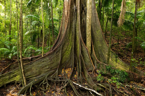 Fig Tree Walk