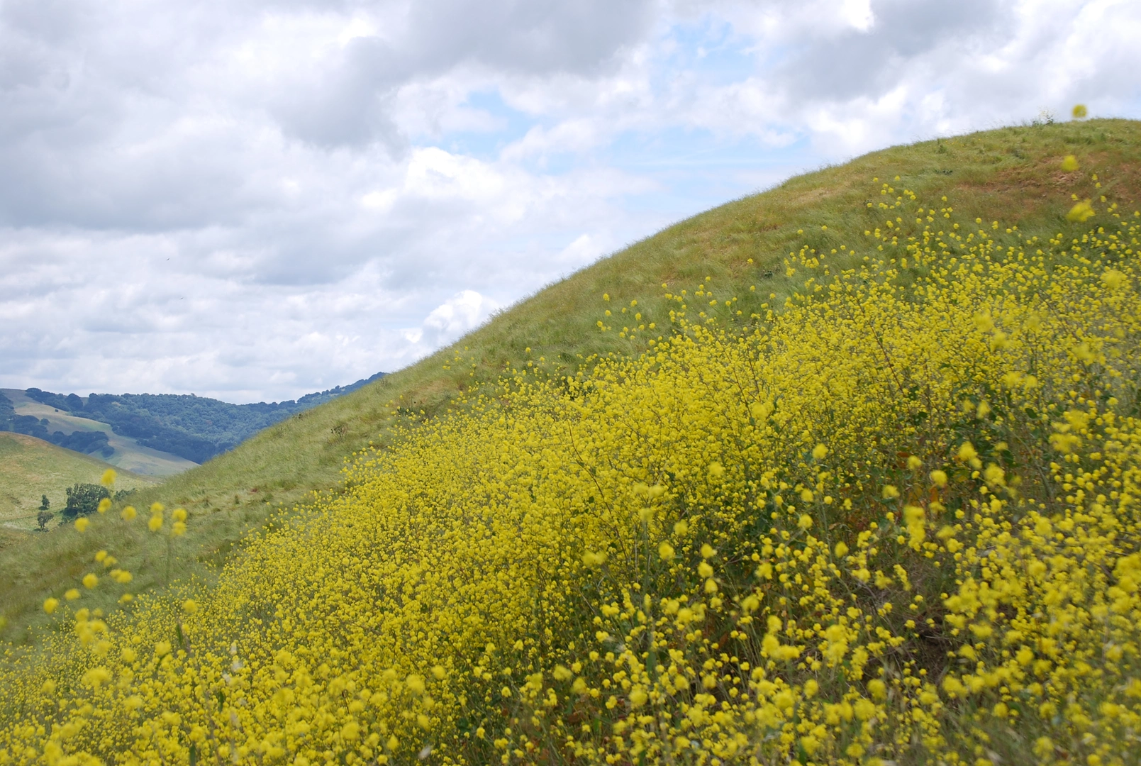 An image depicting the trail Wood Rat Trail, Two Peaks Trail and Back Ranch Loop Trail and its surrounding area.