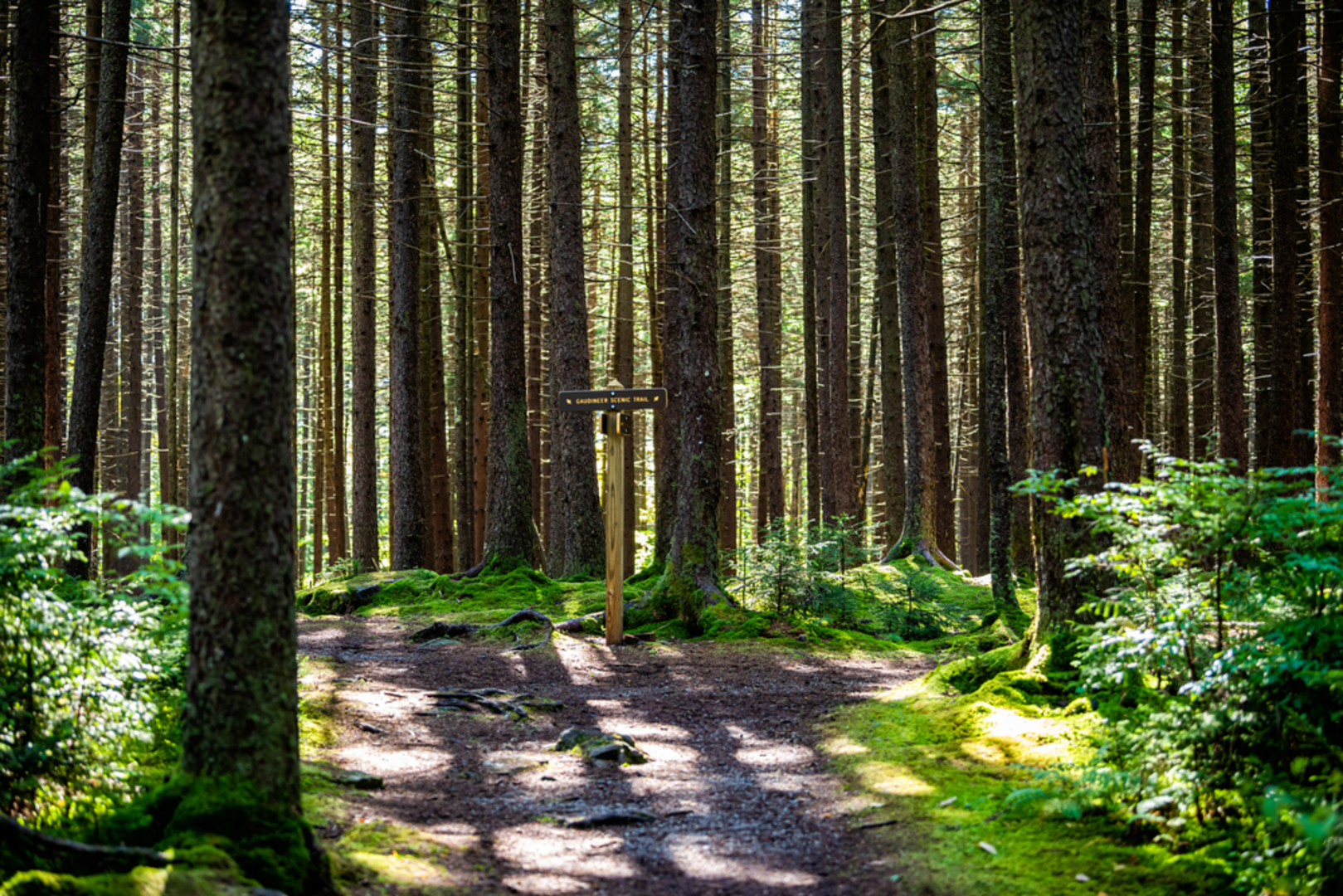 An image depicting the trail Gaudineer Knob Trail and its surrounding area.