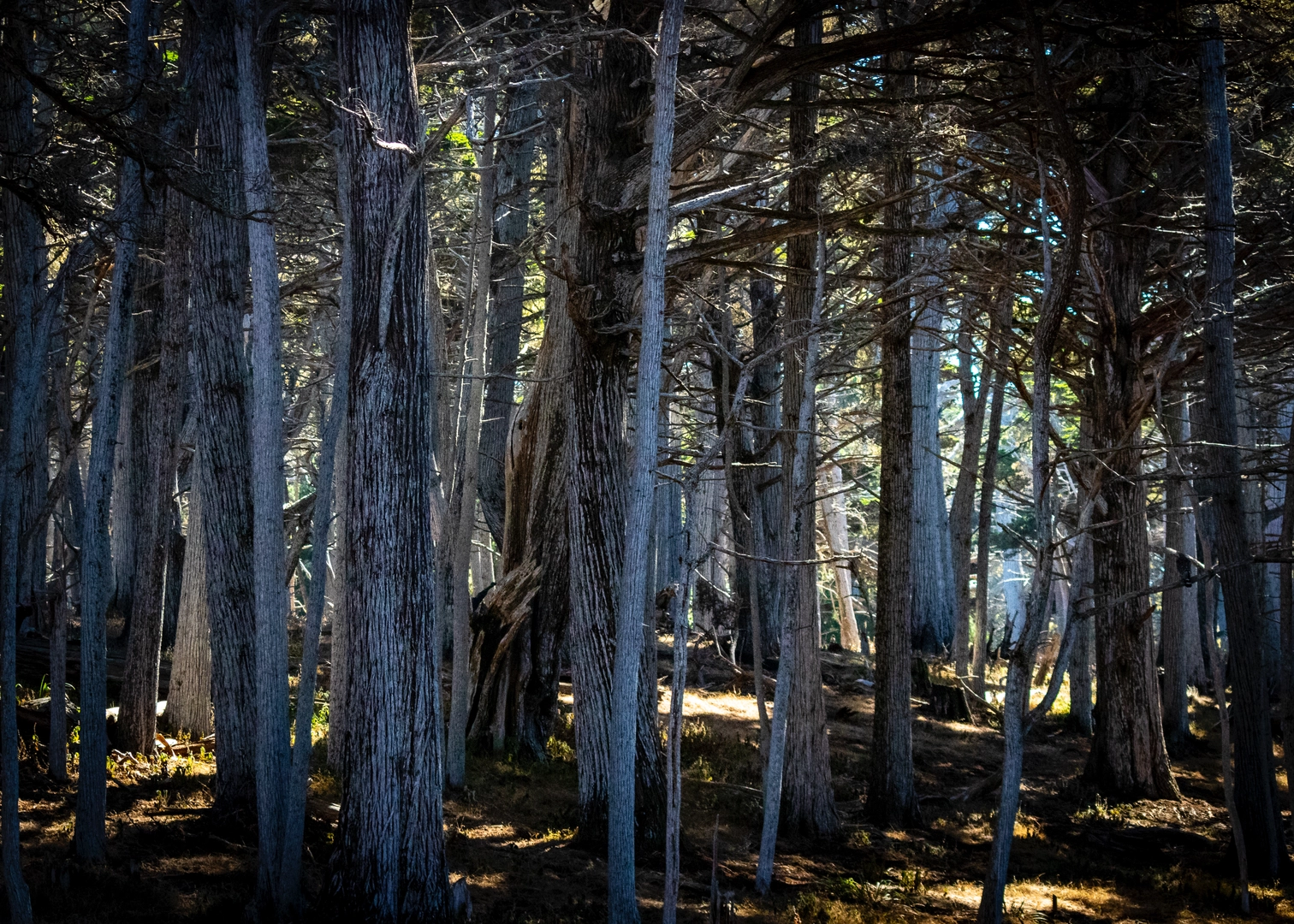 An image depicting the trail Scenic and Opossum Road Loop and its surrounding area.