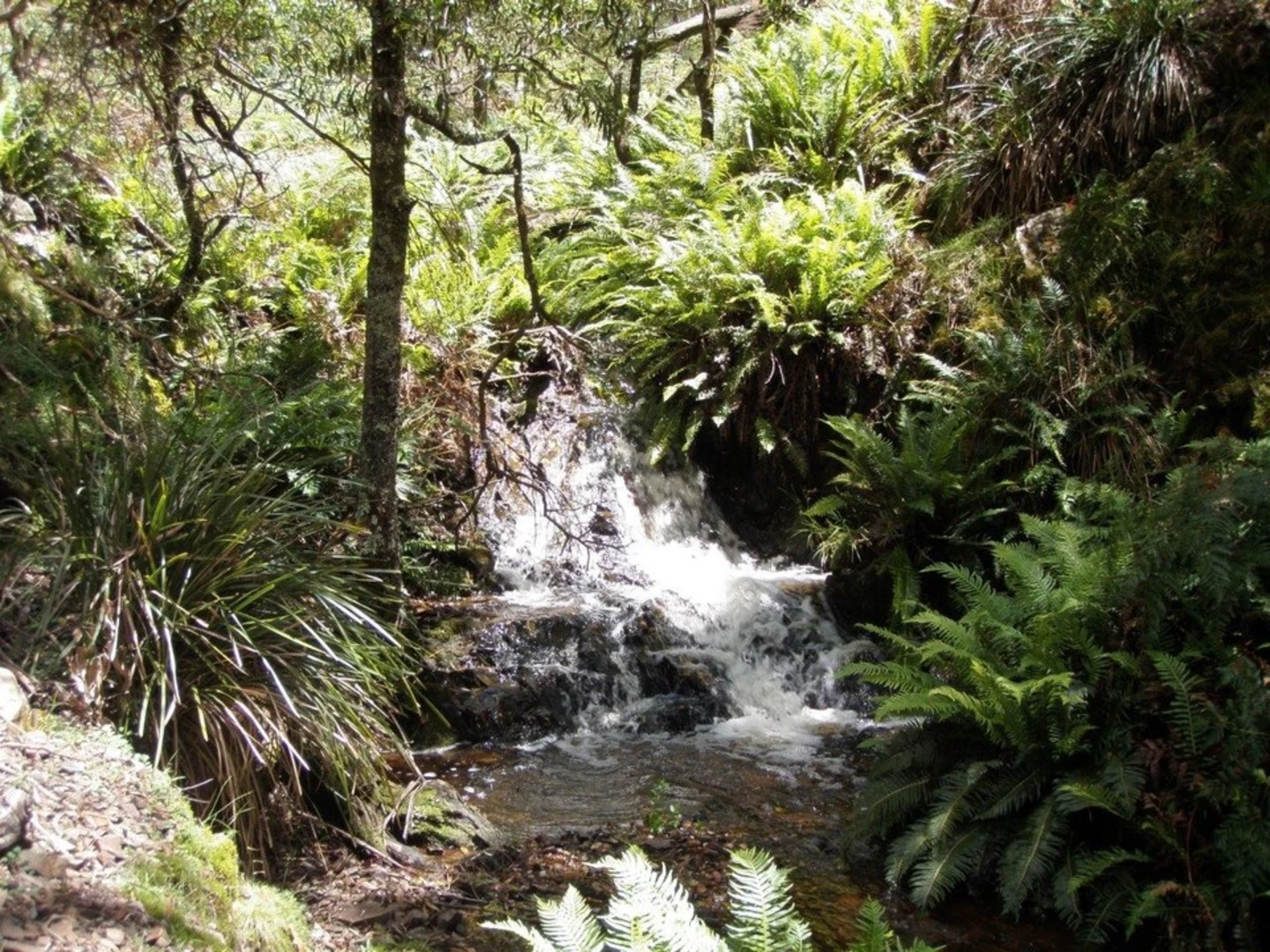 An image depicting the trail Ruby Creek Track and its surrounding area.
