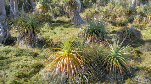 Pandani Grove Track