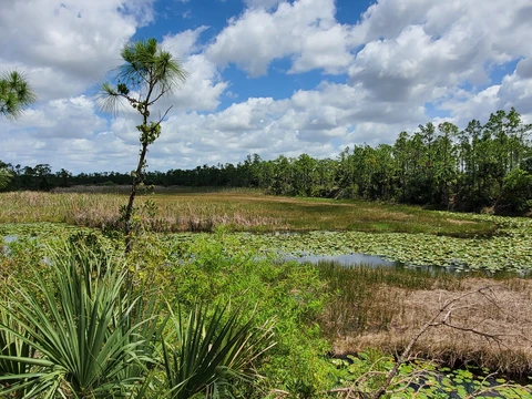 The Charlotte Environmental Flatwoods Trail