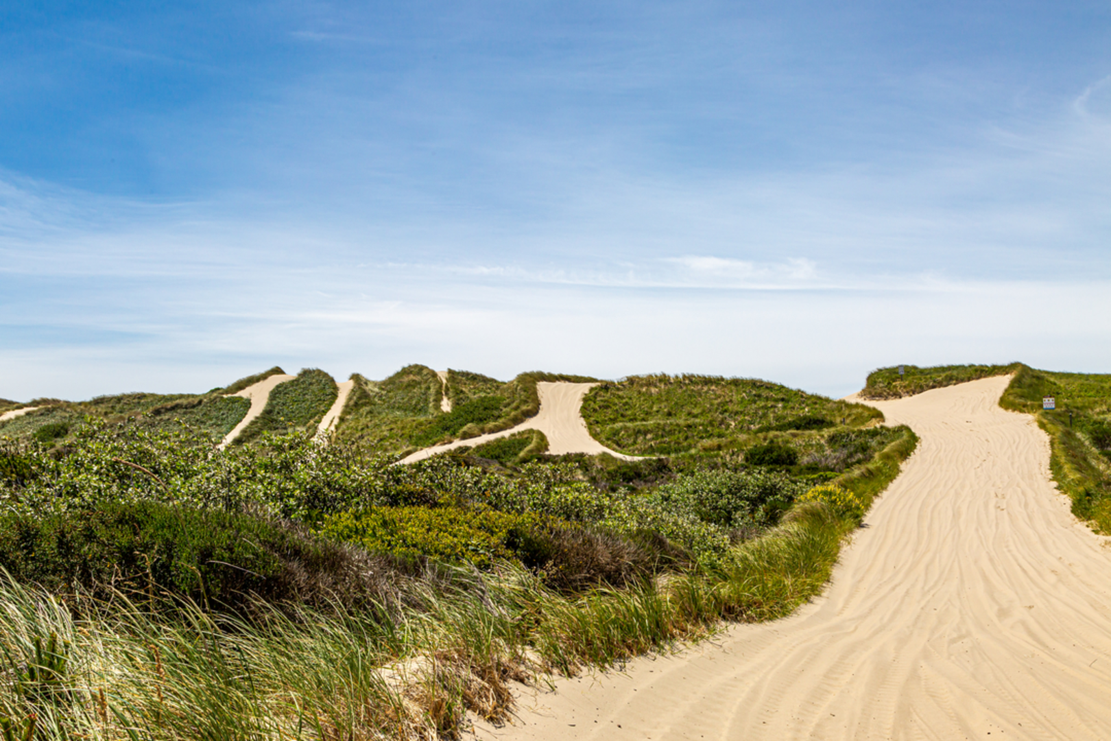 An image depicting the trail Oregon Dunes Loop Trail and its surrounding area.
