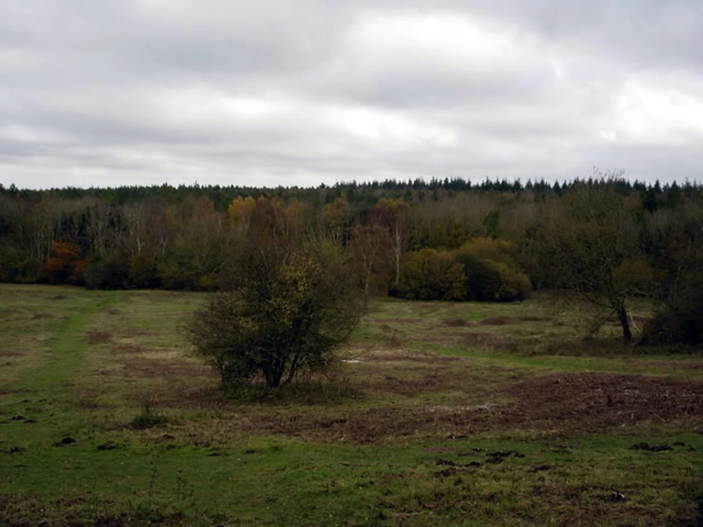 An image depicting the trail Ashmore Hill Copse Loop and its surrounding area.