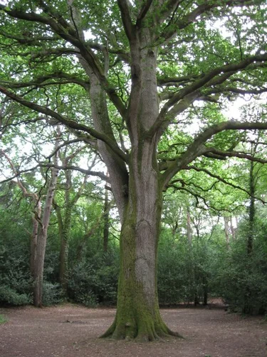 Delph Woods and Dunyeats Hill Nature Reserve via Castleman Trail