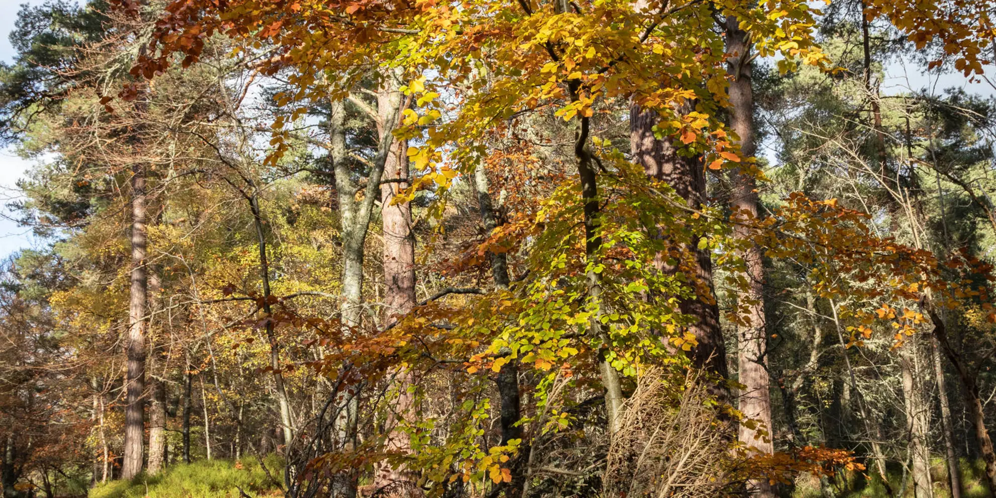 An image depicting the trail Anagach Woods Trail - All Abilities Trail and its surrounding area.