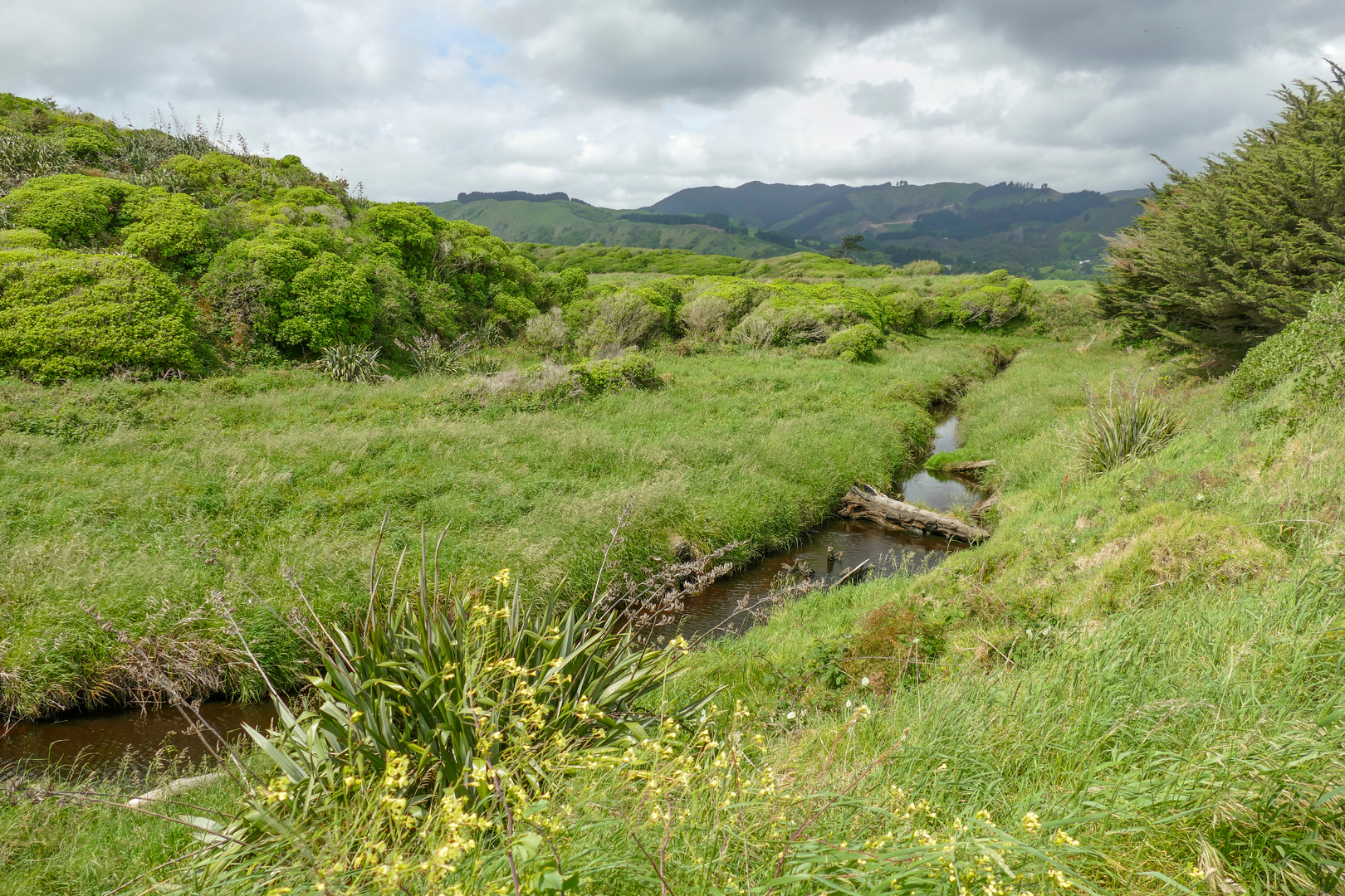 An image depicting the trail Whareroa - Cairn View Track and its surrounding area.