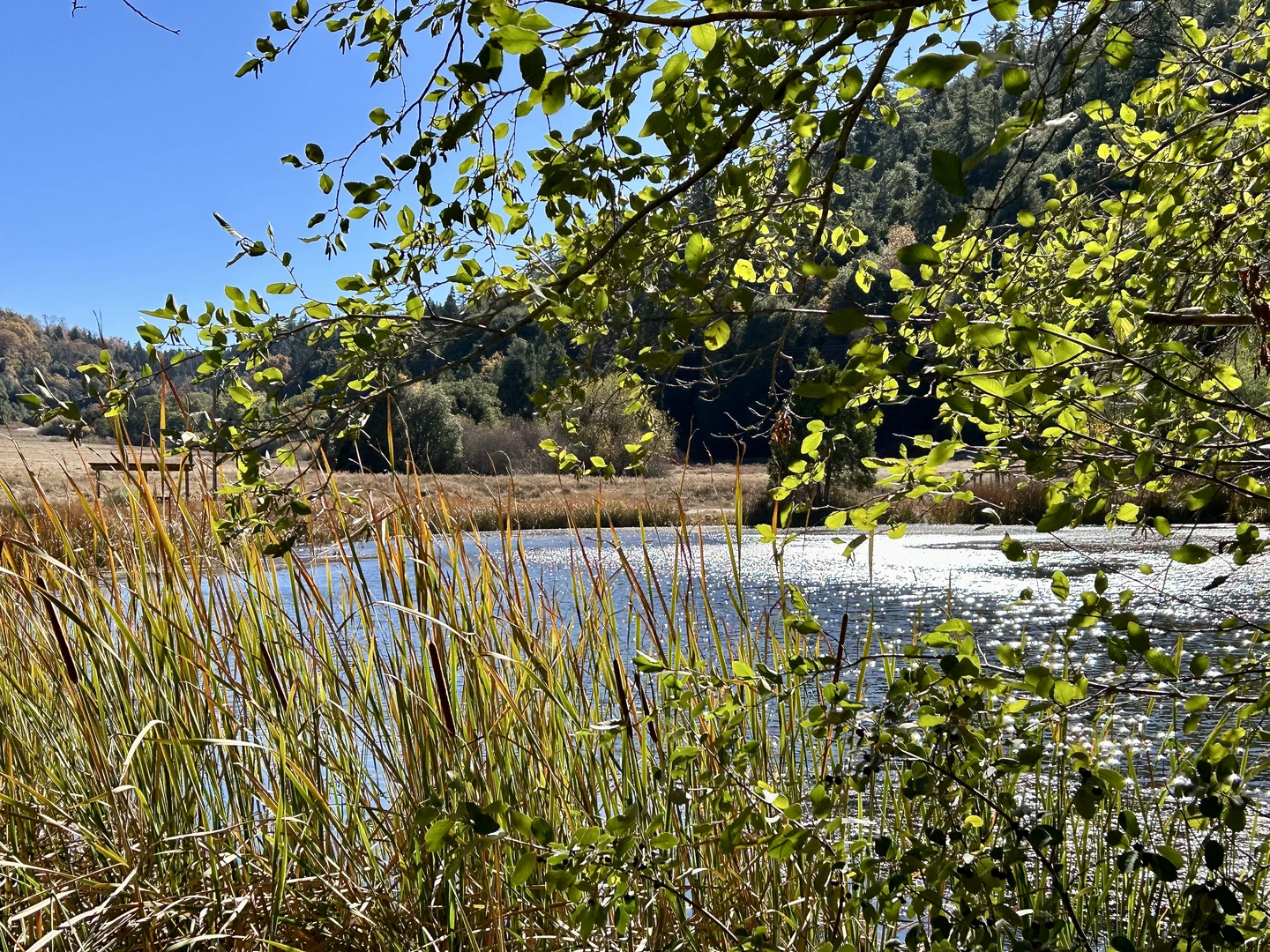 An image depicting the trail Cedar, Weir, French Valley and Doane Valley Nature Loop Trail and its surrounding area.
