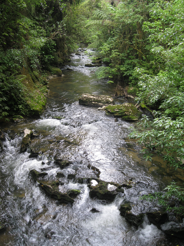 Ruakuri Walk