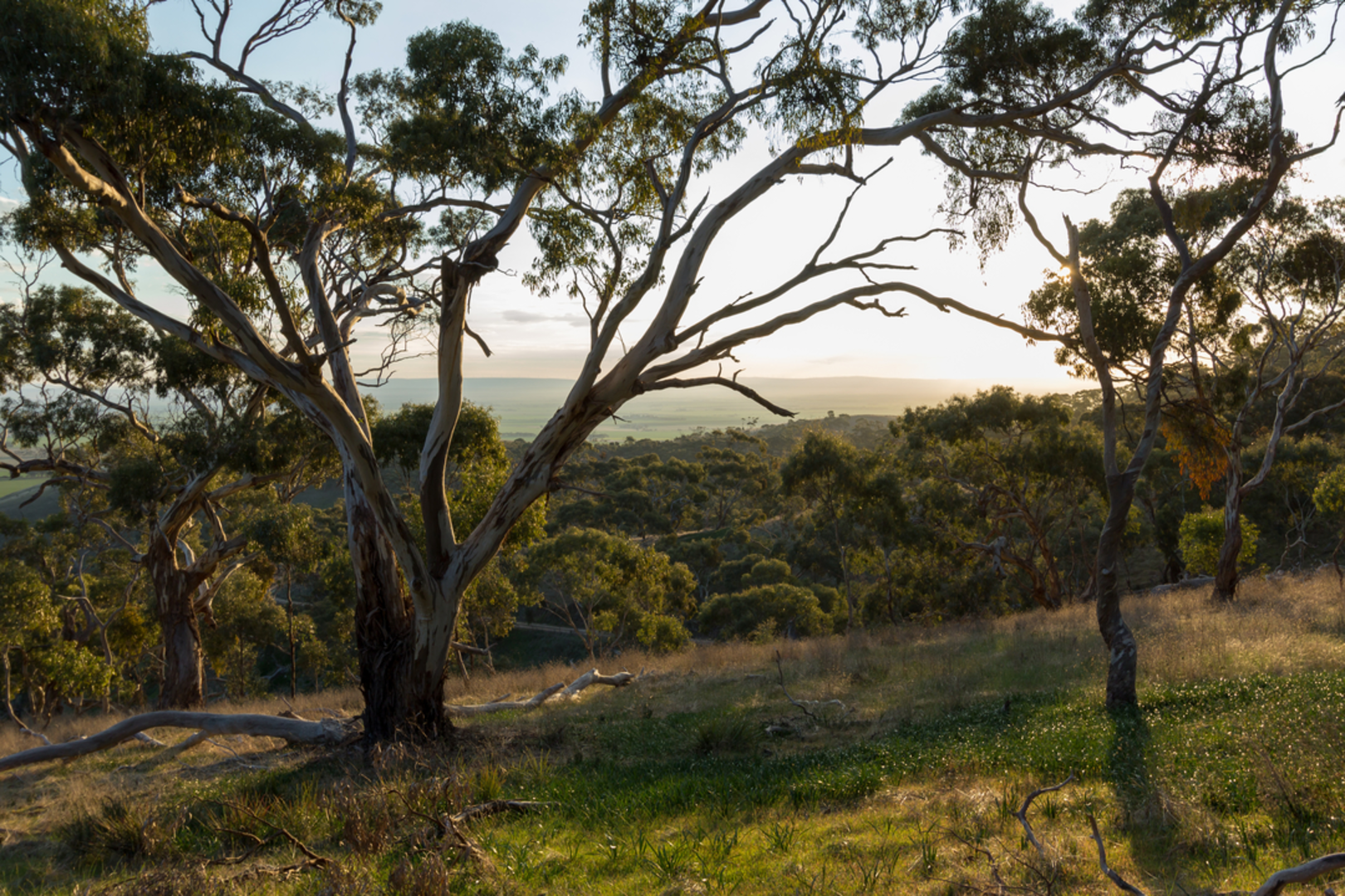 An image depicting the trail Clare Valley Wine and Wilderness Trail and its surrounding area.