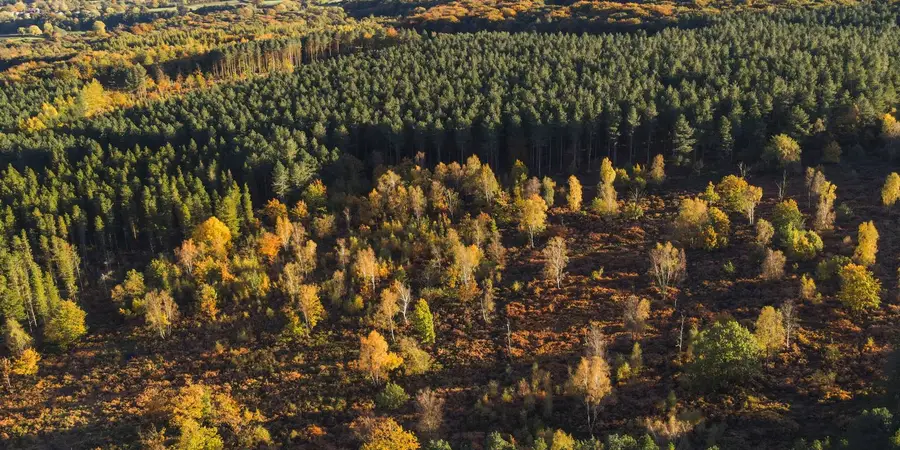 Grenoside - Greno Wood - Wharncliffe Wood and Whalejaw Hill