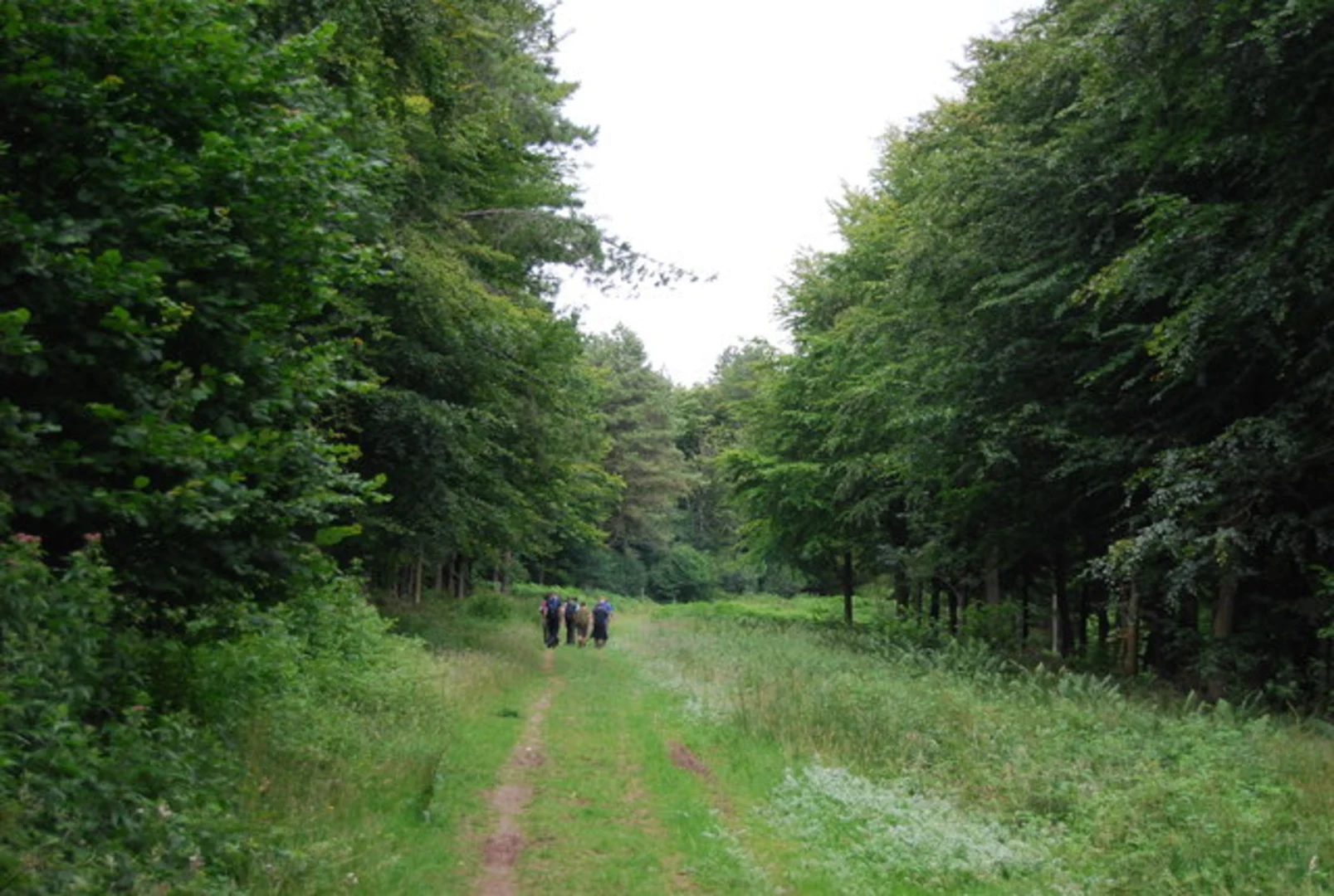 An image depicting the trail West Harting Down Short Loop and its surrounding area.