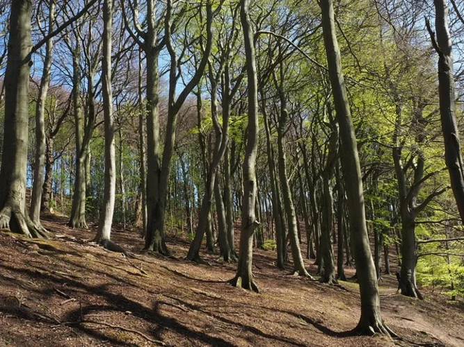 Ringinglow CIrcular Walk