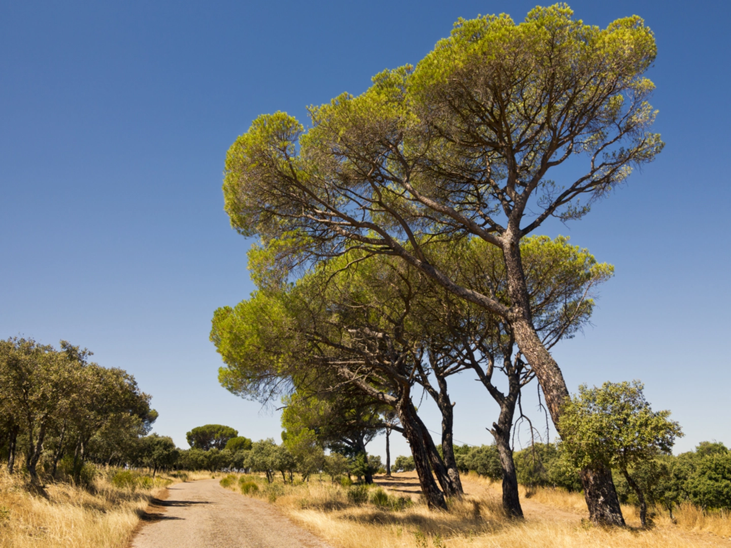 An image depicting the trail Lazarillo Trail PR TO 14 and its surrounding area.