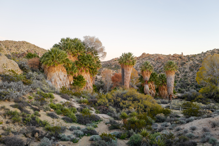 Lost Palms Oasis Trail