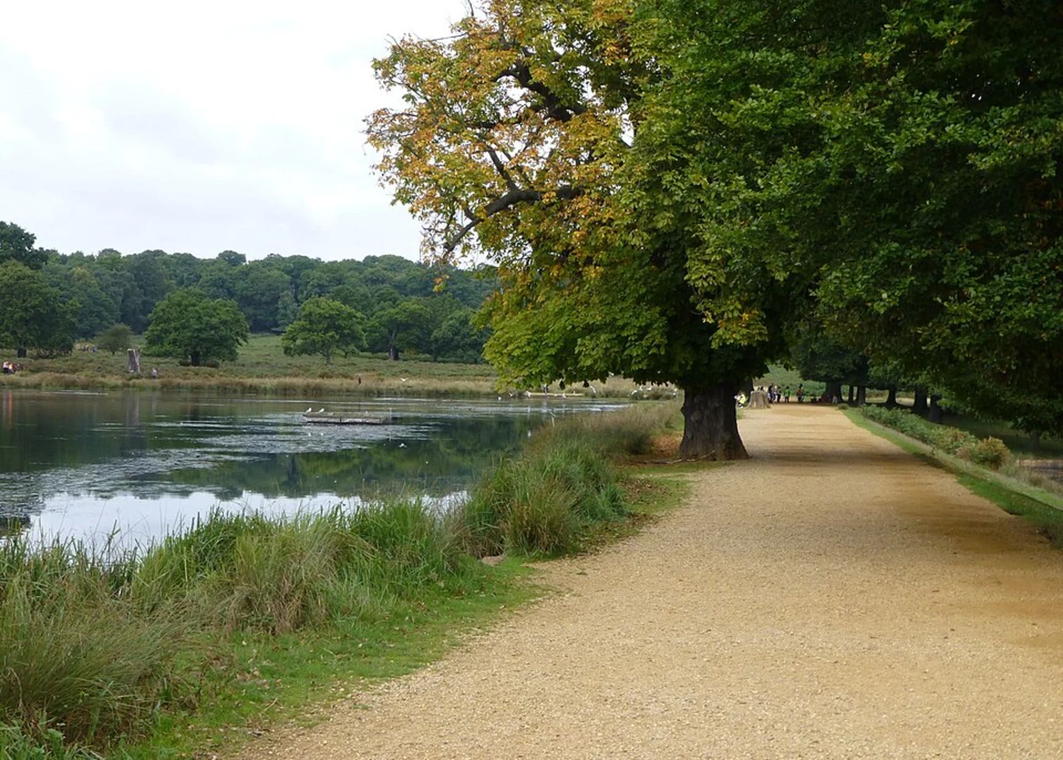 An image depicting the trail Upper Pen Pond, Queen Elizabeth's Plantation and Ham Cross Plantation Loop and its surrounding area.