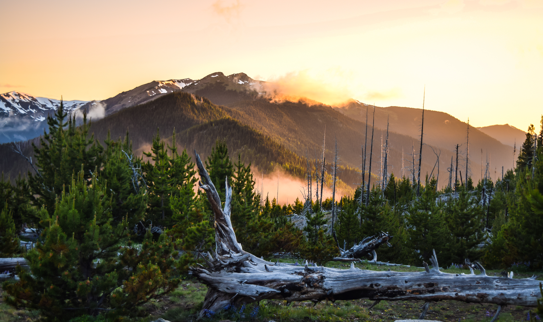 An image depicting the trail Northeastern Olympics Loop and its surrounding area.