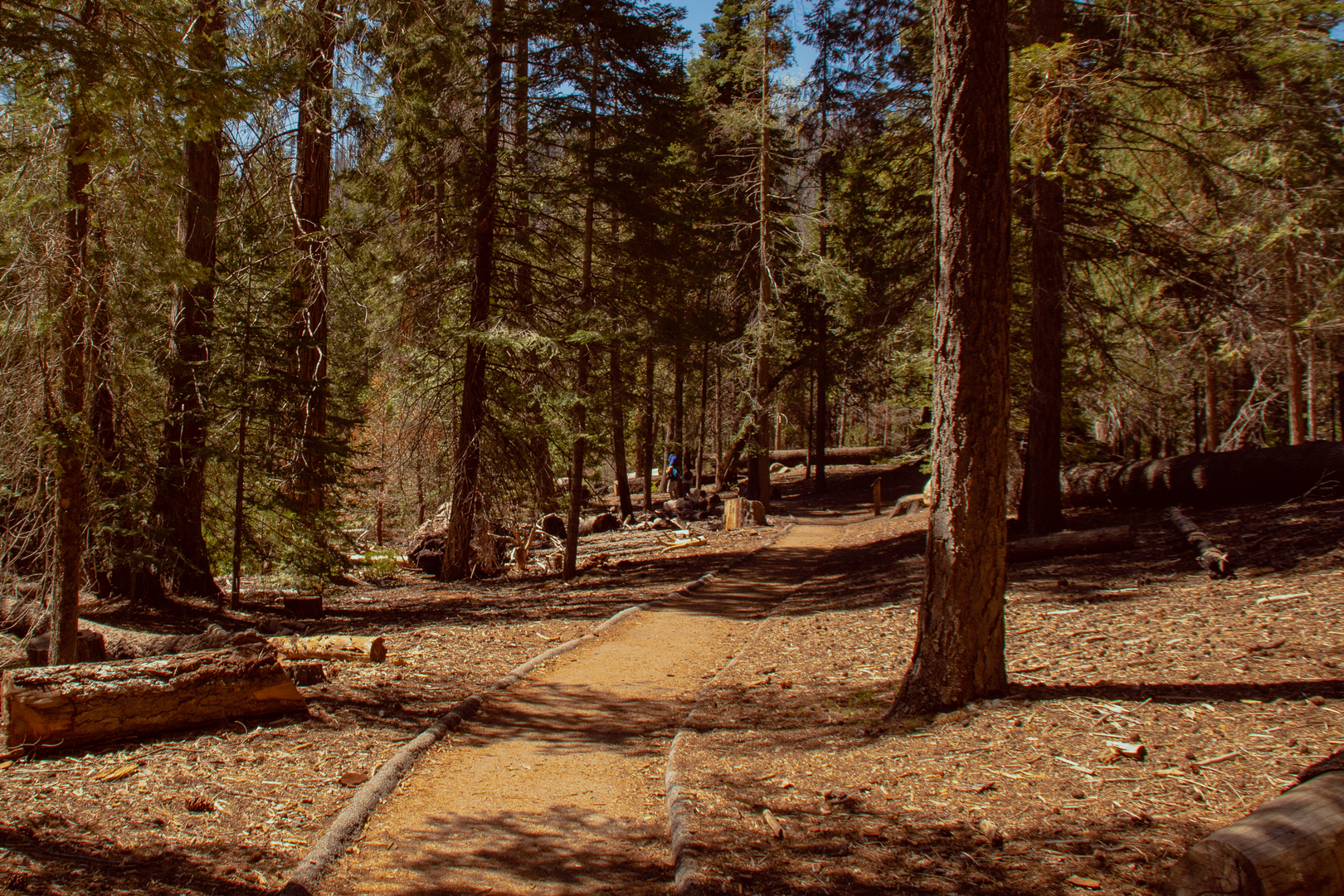 An image depicting the trail Trail of 100 Giants Loop and its surrounding area.