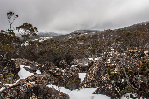 Mount Field East via Lake Nicholls