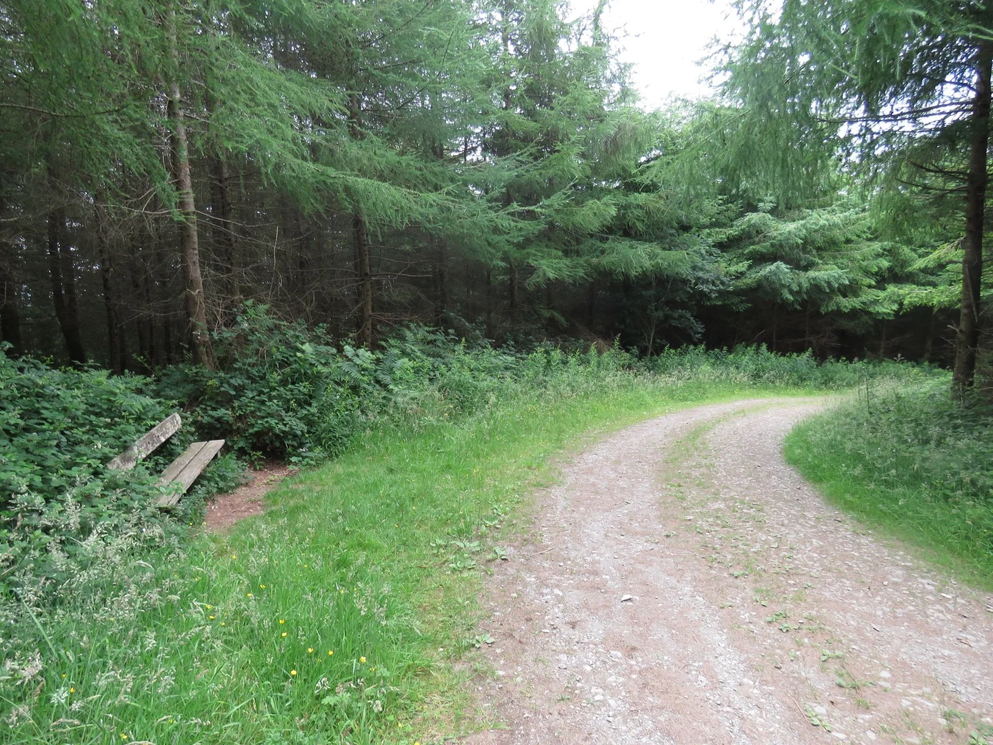 An image depicting the trail Lacken Hill and Dunbrody Forest Trail - Lacken Hilltop Trail and its surrounding area.