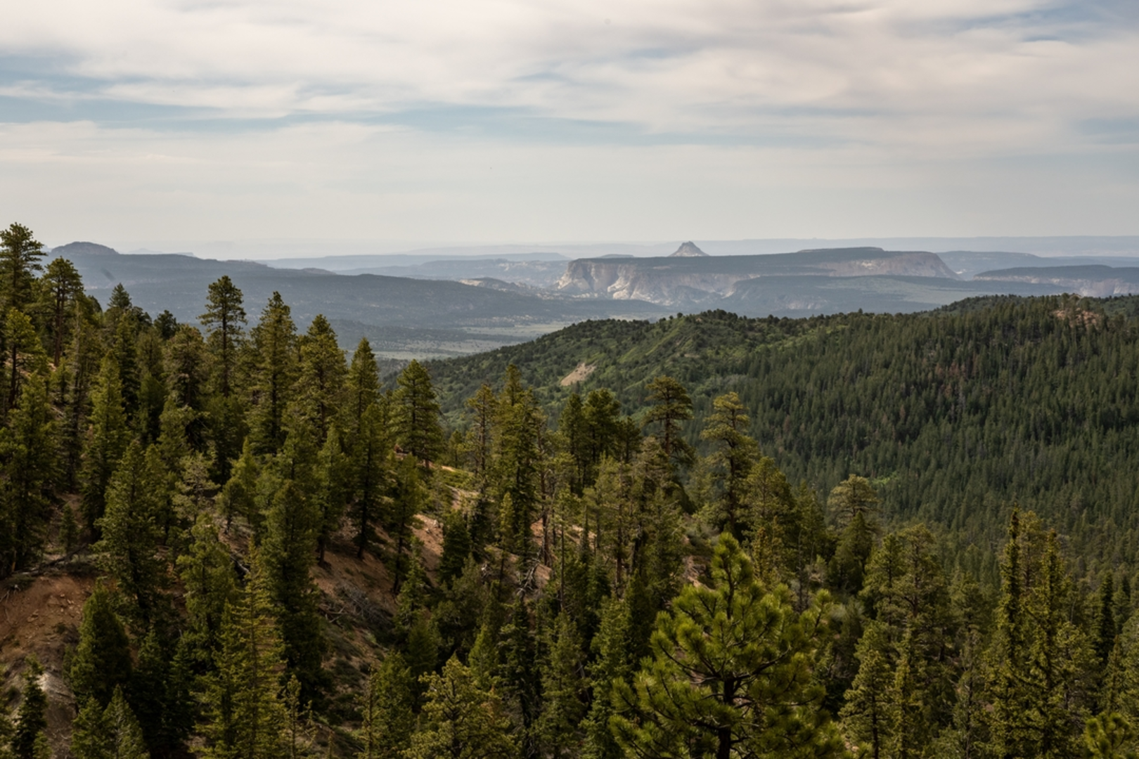 An image depicting the trail Riggs Spring Loop Trail and its surrounding area.