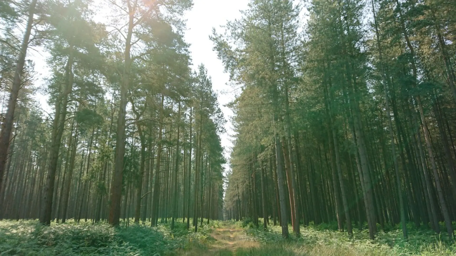 An image depicting the trail Peddars Way and Norfolk Coast Path and its surrounding area.