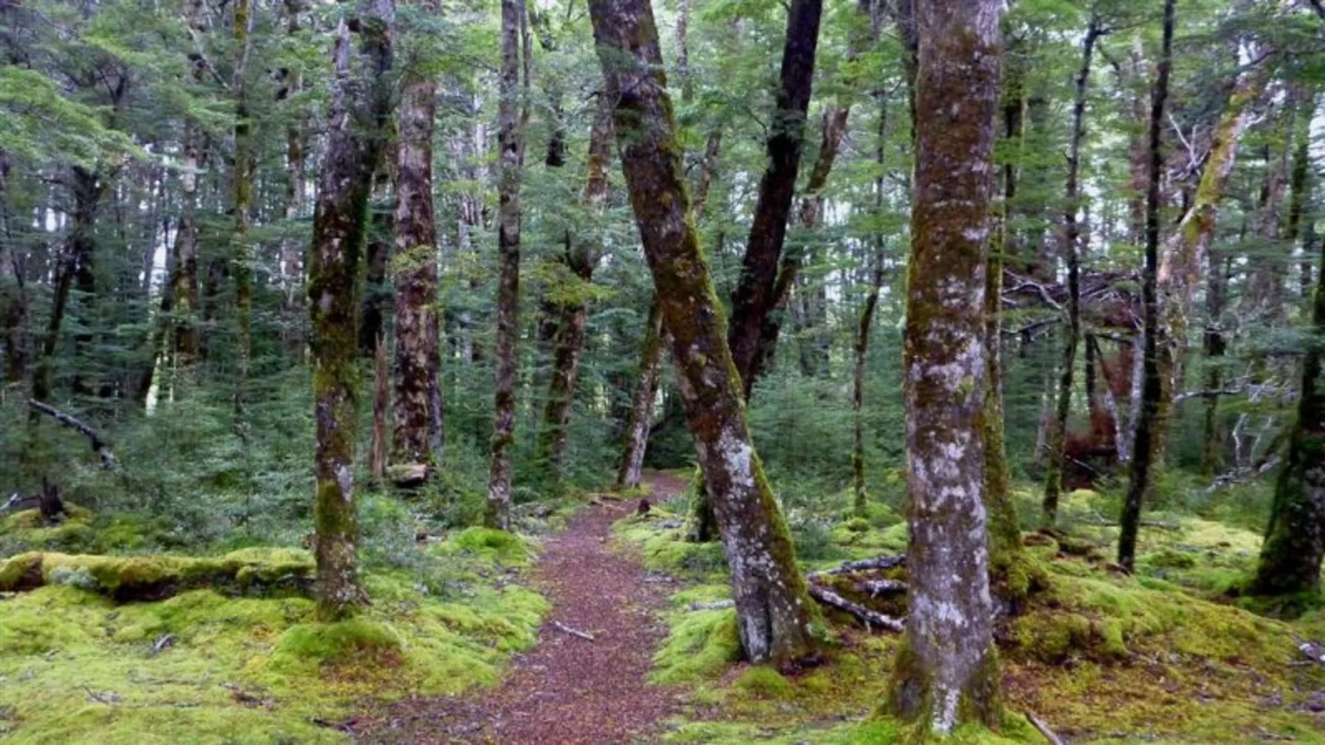 An image depicting the trail Borland Nature Walk and its surrounding area.