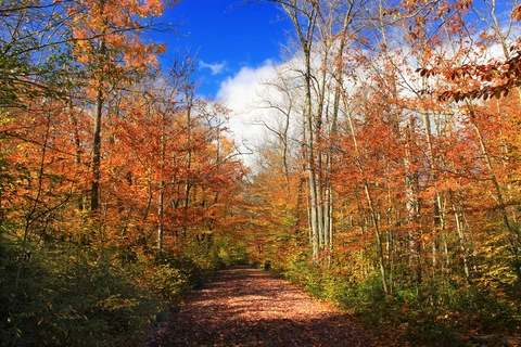 Pinchot Trail Loop