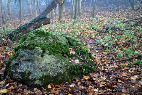 Big Plantation, Great Stone of Lying and 100 Year Wood